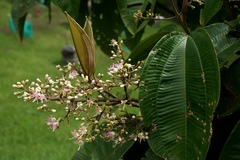 Miconia coronata