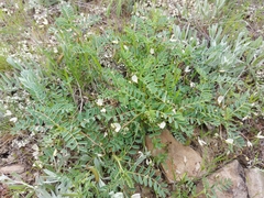 Astragalus guttatus