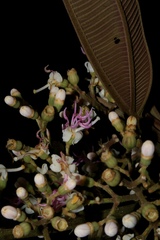 Miconia coronata