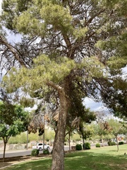 Pinus