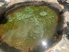 Potamogeton diversifolius