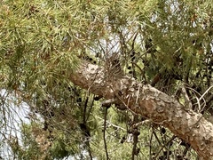 Pinus