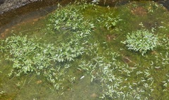 Potamogeton diversifolius