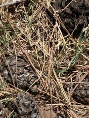 Pinus