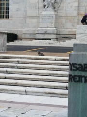 Sciurus carolinensis