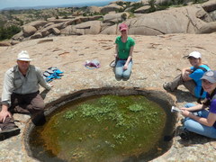 Potamogeton diversifolius