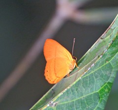 Euselasia erilis