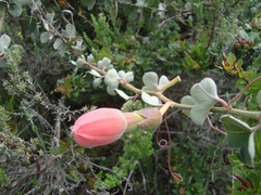 Passiflora salpoensis