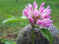 Trifolium pratense