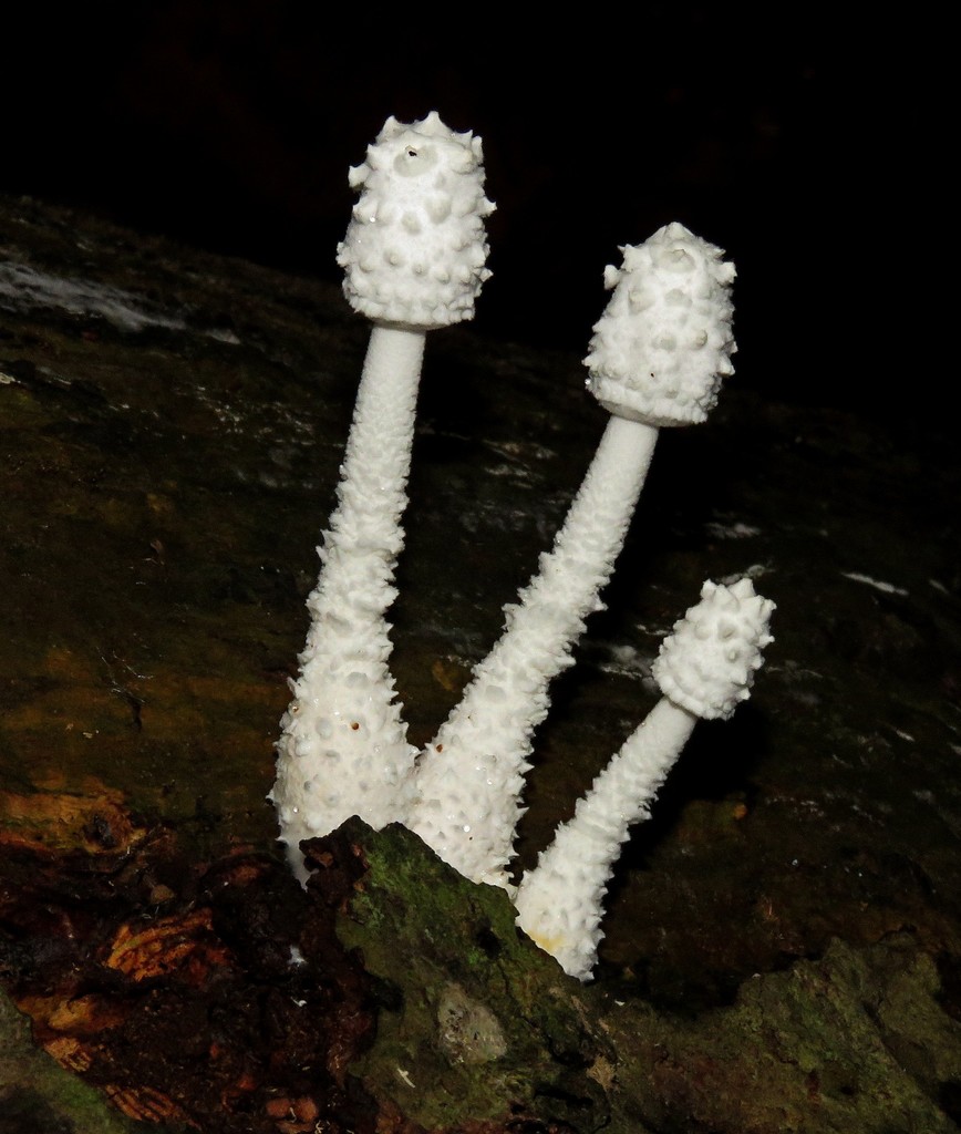 Leucocoprinus cretaceus · May 2021 · photo: © siddantas (iNaturalist, cc-by-sa)