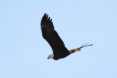 Haliaeetus leucocephalus leucocephalus