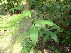 Costus dubius