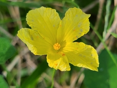Momordica charantia image
