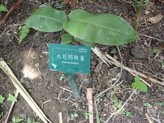 Costus dubius