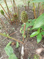Costus dubius