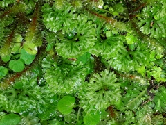 Hymenophyton flabellatum