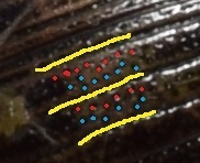 Berosus punctipennis