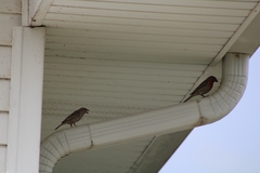 Haemorhous mexicanus