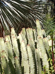 Euphorbia resinifera
