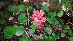 Ramaria araiospora var. rubella image