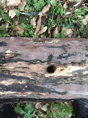 Hypoxylon rubiginosum