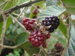 Rubus floribundus