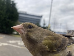 Chloris chloris