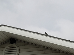 Haemorhous mexicanus