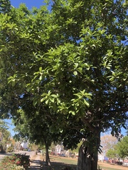 Ficus obtusifolia