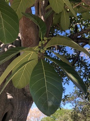 Ficus obtusifolia