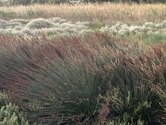 Elegia tectorum