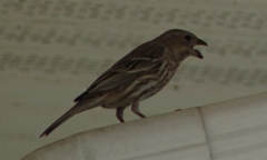 Haemorhous mexicanus