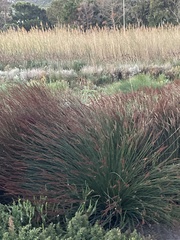 Elegia tectorum