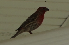 Haemorhous mexicanus