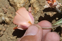 Calochortus kennedyi
