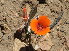 Calochortus kennedyi