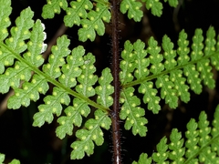 Hypolepis rufobarbata