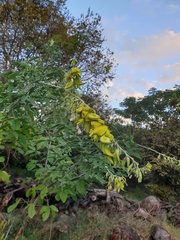Crotalaria agatiflora