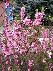 Amygdalus