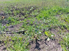 Cerastium perfoliatum