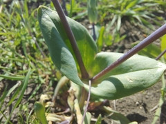 Cerastium perfoliatum