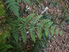 Hypolepis rufobarbata