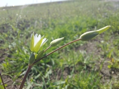 Cerastium perfoliatum
