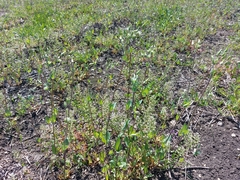 Cerastium perfoliatum
