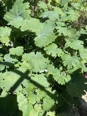 Macleaya cordata