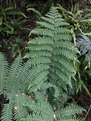 Cyathea colensoi