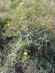 Ludwigia bonariensis