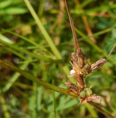 Scleria ciliata