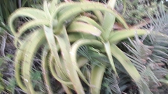 Aloe vanbalenii