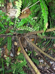 Cyathea colensoi